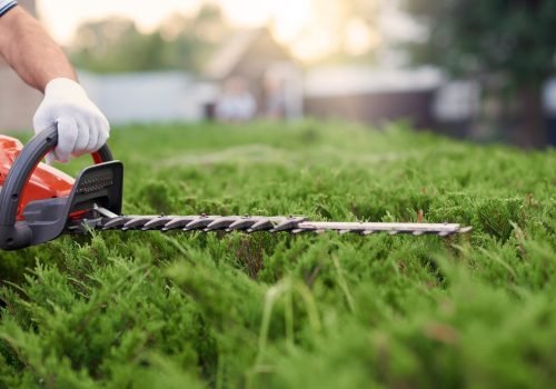 Close up of gargener trimming bushes