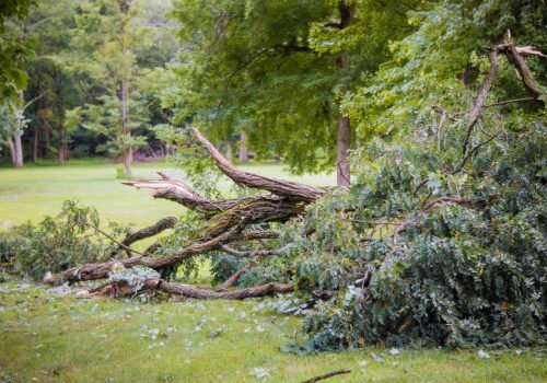 Storm damage, tree broken after hurricane storm fallen tree after a storm.